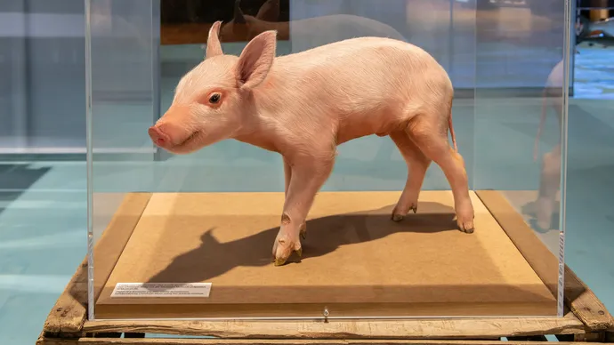 museum luzern lu222 ausstellung szenografie beschriftung projektionen 2682 2