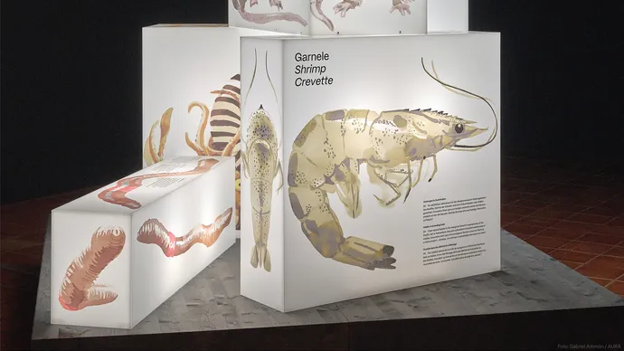 museum luzern tiere im verborgenen ausstellung ausstellungsgestaltung grafik beschriftung 04