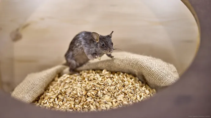 museum luzern tiere im verborgenen ausstellung ausstellungsgestaltung grafik beschriftung 06