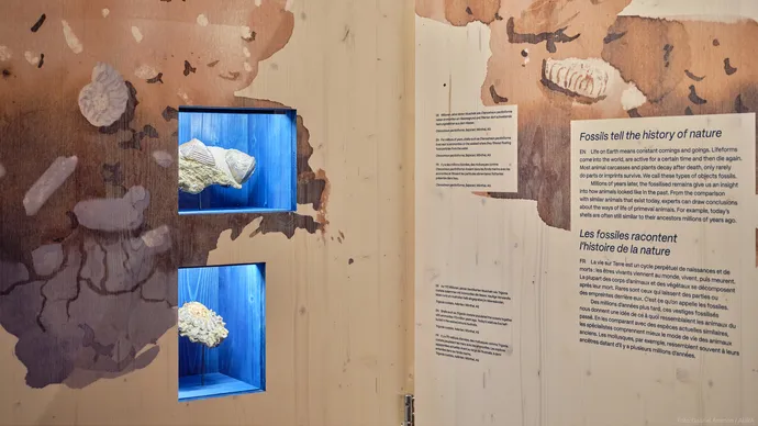museum luzern tiere im verborgenen ausstellung ausstellungsgestaltung grafik beschriftung 08