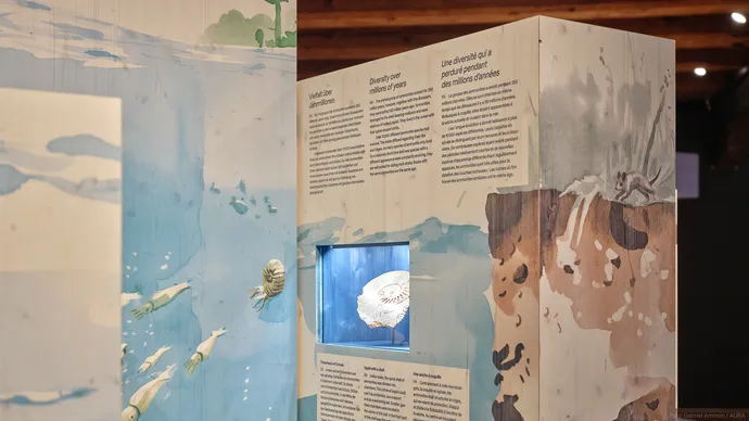 museum luzern tiere im verborgenen ausstellung ausstellungsgestaltung grafik beschriftung 13